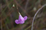 Jackson false foxglove